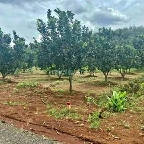 tôi chính chủ cần bán vườn bưởi,sầu riêng có nhà cấp 4 ở  tp đồng Xoai