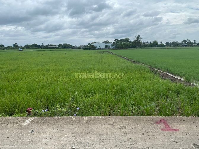 Bán đất ở  đường Nguyễn văn thọ, xã Lạc tấn, huyện Tân trụ, Long An