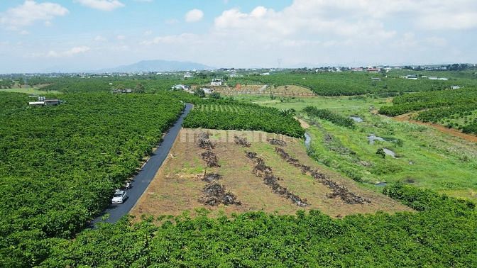CHÍNH CHỦ BÁN LÔ ĐẤT 11*49 TP BẢO LỘC