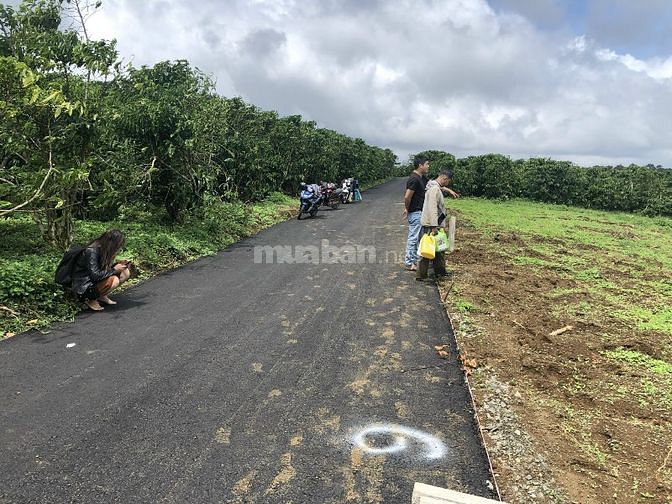 CHÍNH CHỦ BÁN LÔ ĐẤT 11*49 TP BẢO LỘC
