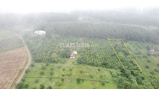 Bán rẻ hơn 1 sào đất trồng cafe, cây ăn trái chỉ 253 ngàn/m2