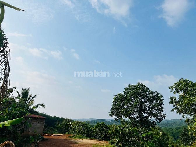 Bán rẻ hơn 1 sào đất trồng cafe, cây ăn trái chỉ 253 ngàn/m2