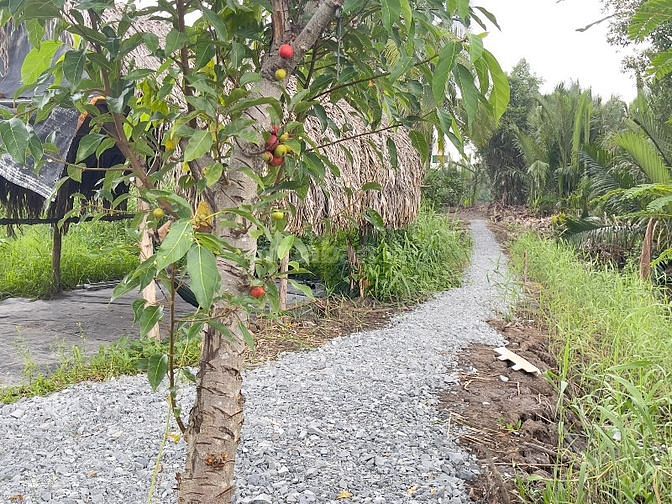 Cần bán 573m2 đất cây lâu năm đường Thanh Niên Xung Phong Nhà Bè