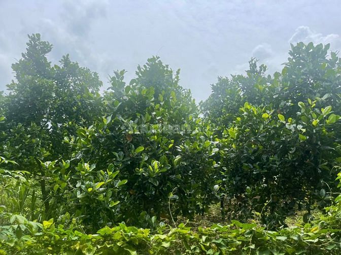 Cần bán 3 sào đất trồng mít mặt tiền đường nhựa giá tốt nhất quanh hồ 