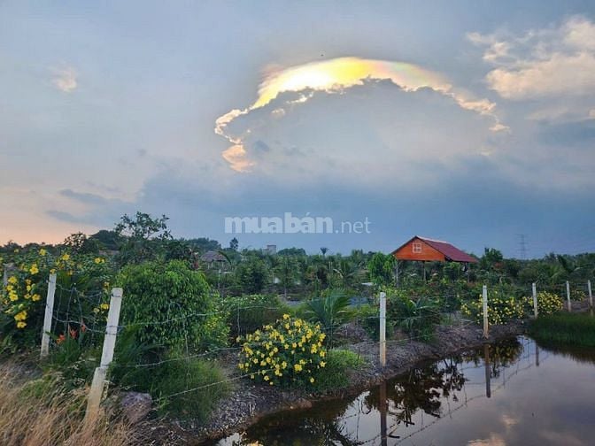 BÁN GẤP đất nhà vườn Phú Hữu Nhơn Trạch,MT sông,oto,giá rẻ 3,2ty/1500m