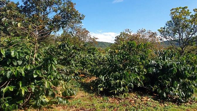 Bán 1.8Ha rẫy cà phê bằng như sân, 330M mặt đường bê tông, gần dân cư