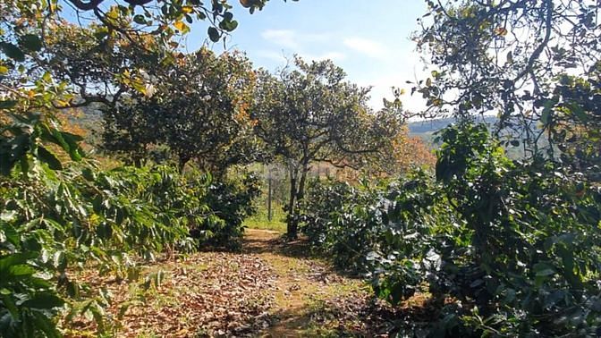 Bán 1.8Ha rẫy cà phê bằng như sân, 330M mặt đường bê tông, gần dân cư