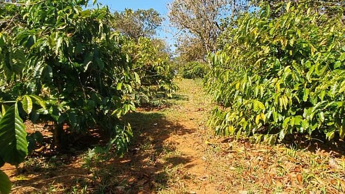 Bán 1.8Ha rẫy cà phê bằng như sân, 330M mặt đường bê tông, gần dân cư