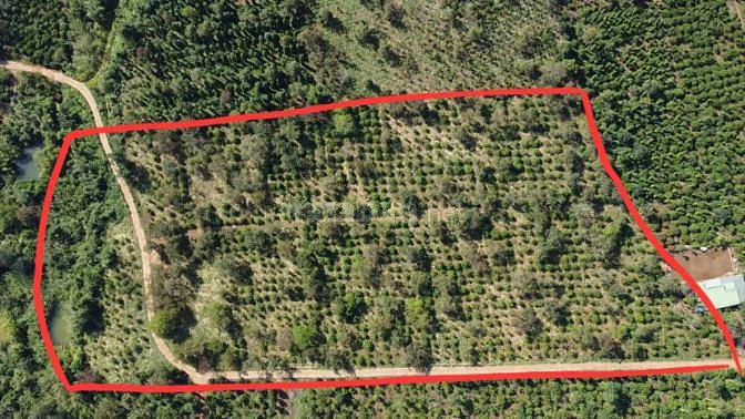 Bán 1.8Ha rẫy cà phê bằng như sân, 330M mặt đường bê tông, gần dân cư