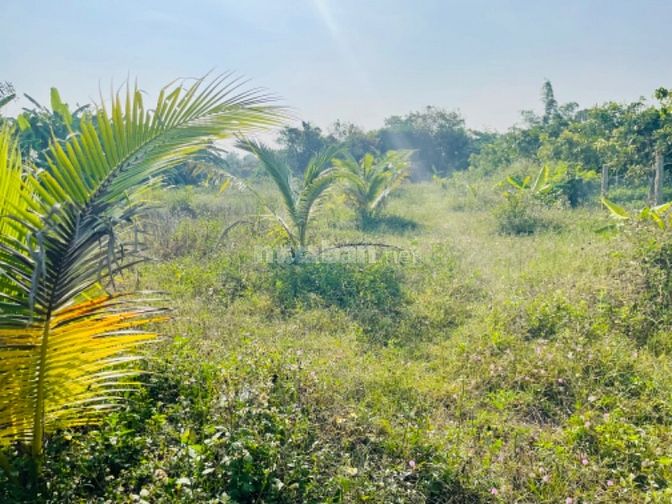 Đất View Sông Ninh Phụng gần TT Thị Xã Ninh Hoà 