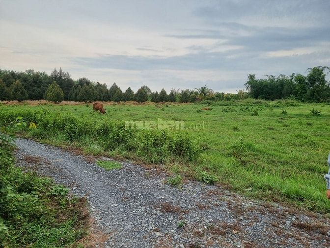 5539m2 có 1400m2 thổ cư. Ngay khu đô thị Phước Đông. 7 tỷ