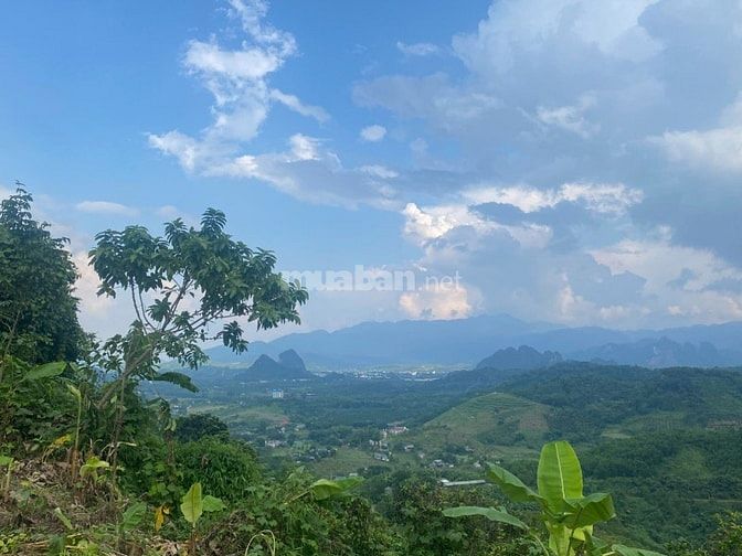 Tôi cần bán đất 5000m tại Bắc Phong Cao Phong Hoà Bình  