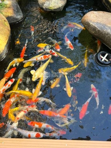 BÁN CĂN VILLA PHONG CÁCH HOÀNG GIA ở  TP. ĐÀ LẠT SIÊU ĐẸP, SIÊU SANG 