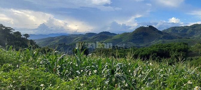 Ôi trời rẻ quá chỉ 1xxtr có ngay 6000m view cực đỉnh tại cao phong hb