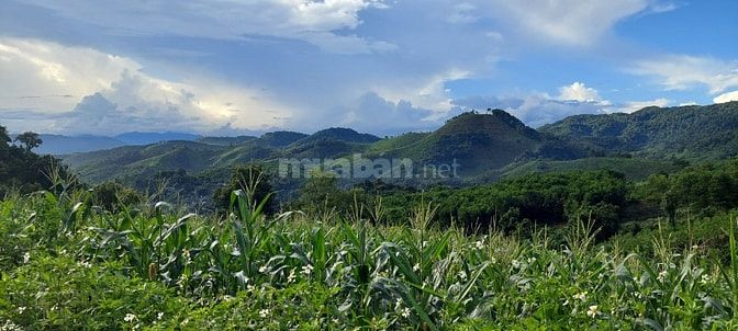 Ôi trời rẻ quá chỉ 1xxtr có ngay 6000m view cực đỉnh tại cao phong hb