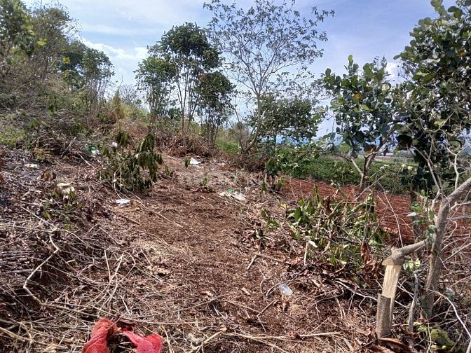 Đất cây lâu năm (7200m ), đất đồi núi Rchai