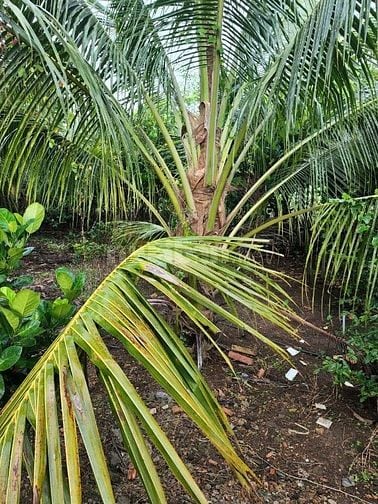Bán 1.3 hec ta đất xã Xuân Tây huyện Cẩm Mỹ tỉnh Đồng Nai
