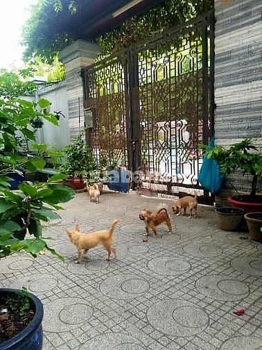 BIỆT THỰ SÂN VƯỜN_ngay chợ BàHom mới_BìnhTân_DT:12.5x20m_Giá:15tỷ500