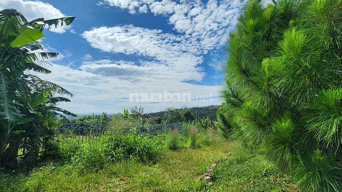 Khu Nhà vườn làm Farm 27000m2,400Tc,săn nhà,cafe kín,275 Triệu/sao