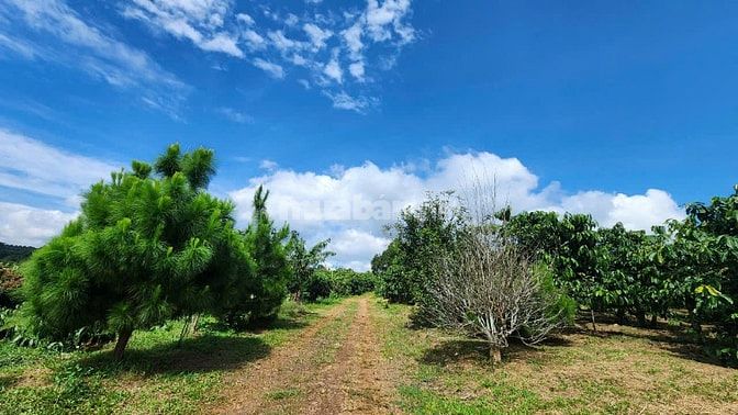 Khu Nhà vườn làm Farm 27000m2,400Tc,săn nhà,cafe kín,275 Triệu/sao