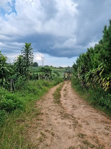 Đất đồi view Hồ Mai Thành Lộc Tiến Bảo Lộc