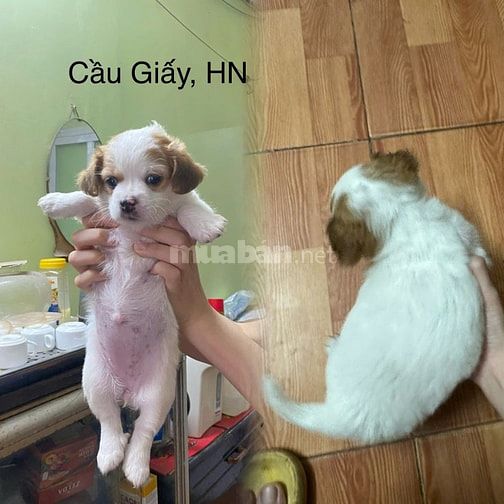 Chó Bắc kinh lai Nhật - Cầu Giấy