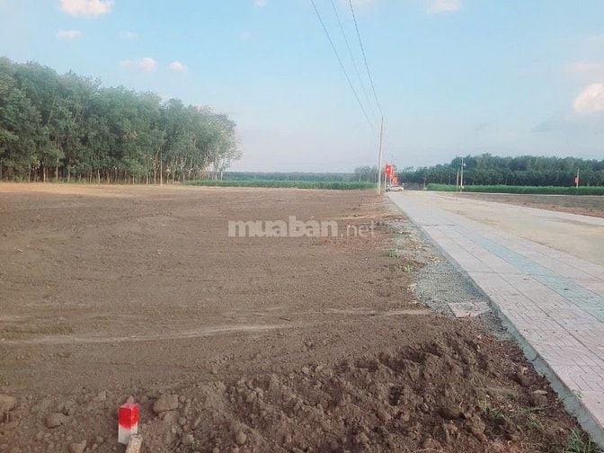 5x46(231m2) có 100m2 Thổ cư Minh Lập, Tx Chơn Thành giá 2xx(x nhỏ xíu)