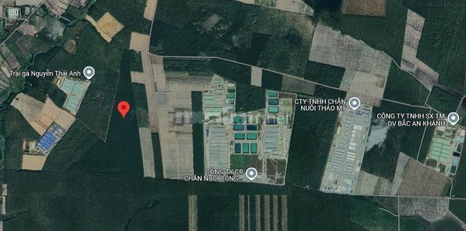 xử lý tài sản 29,5ha đất cao su 8 năm tuổi ,tân châu Tây ninh,giá 65ty