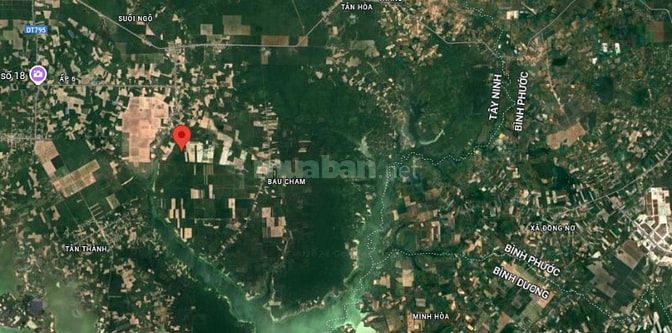 xử lý tài sản 29,5ha đất cao su 8 năm tuổi ,tân châu Tây ninh,giá 65ty