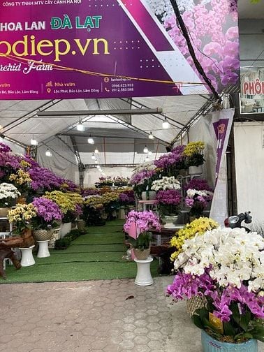 NV Bán hàng Thời Vụ Tết Shop Hoa Lan Cây cảnh Hoàng Hoa Thám lương cao