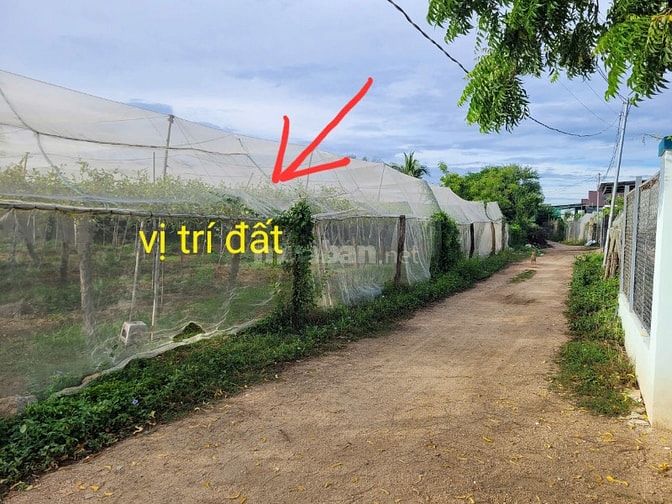 Bán Đất TCLN Hẻm Xe Hơi Đường Nguyễn Viết Xuân KP9 P.Dân Ninh Phước 