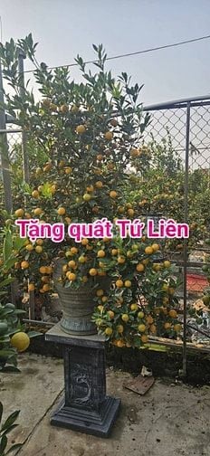 Bán Nhà Nguyễn Đức Cảnh Trương Định Hoàng Mai 42m 4T 6,7x Tỷ bao sổ đỏ