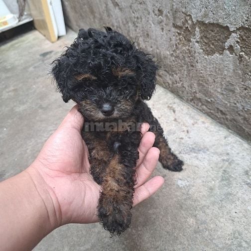 Poodle Phantom, đực, 2 tháng tuổi