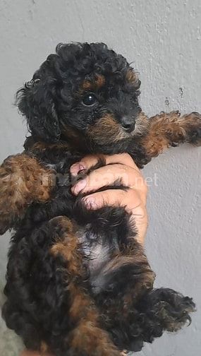 Poodle Phantom, đực, 2 tháng tuổi