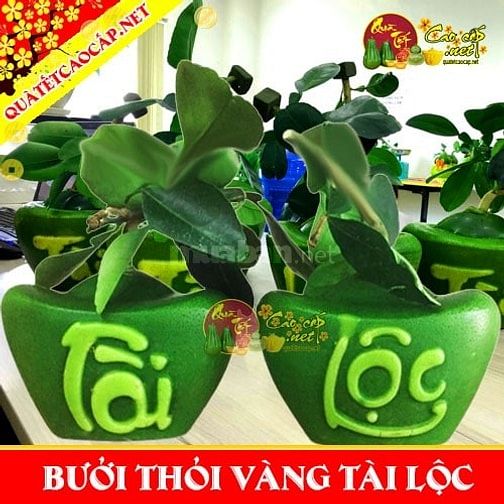 Bưởi Thỏi Vàng Tài Lộc chưng Tết thu hút Tài Lộc