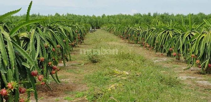 Cần bán gấp đất trồng cây lâu năm (trồng thanh long)