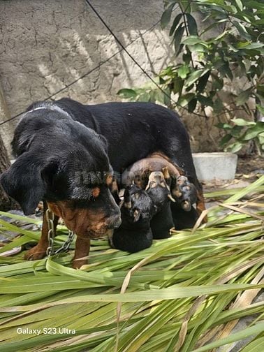 Rot   con vừa biết ăn . Gần chợ an suong