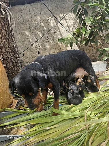 Rot   con vừa biết ăn . Gần chợ an suong