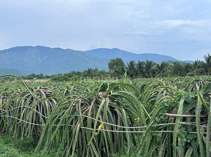 GĐ cần bán trang trại tâm huyết một đời chủ 13ha tại Bình Thuận. 