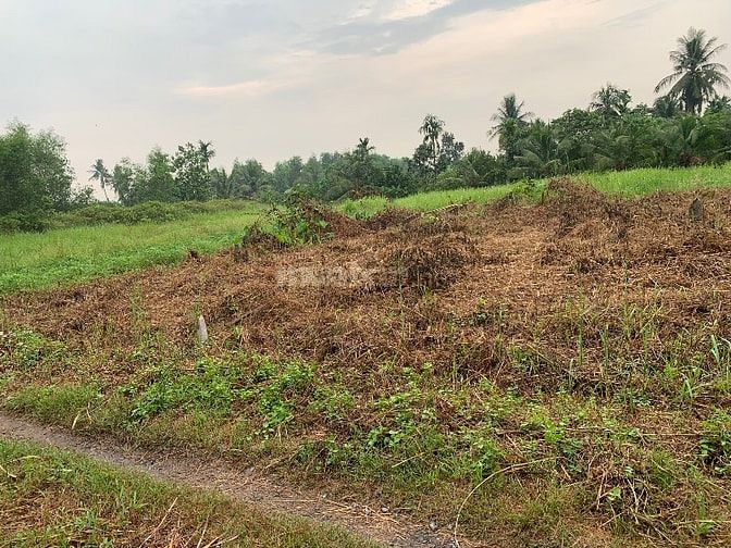 Hàng Thơm, 2 Lô Duy Nhất Tại Lương Hoà, Bến Lức - Ngay Cầu Gia Miệng