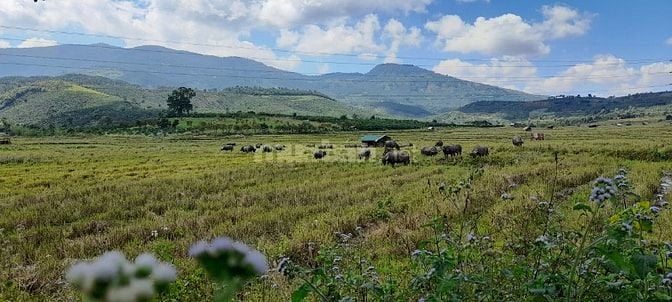 Bán đất rẫy giáp ruộng .... đất đẹp, view đẹp ...