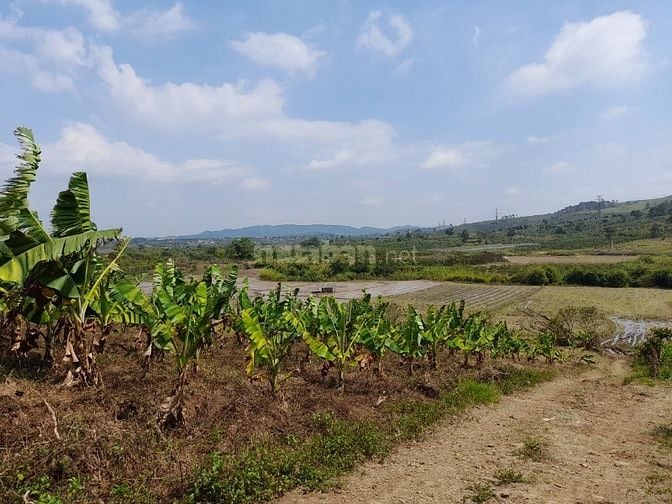 Bán đất rẫy giáp ruộng .... đất đẹp, view đẹp ...