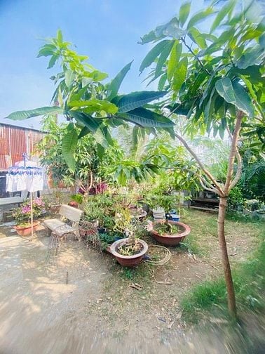 Bán Nhà Vườn (300m2) Shr Sang Tên Liền. Giá Chỉ : 4.65 tỉ 