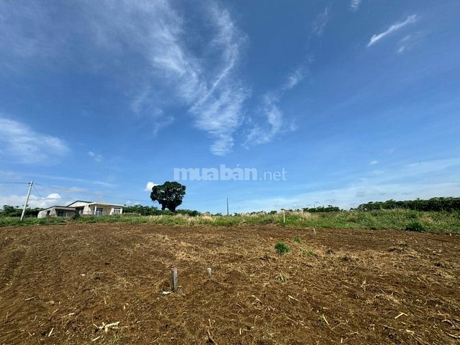 Công ty Đấu giá hợp danh Lam Sơn Sài Gòn THÔNG BÁO ĐẤU GIÁ TÀI SẢN