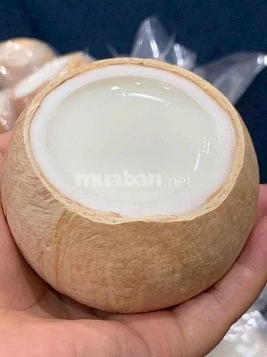 xưởng làm thạch dừa siêu ngon tại hà nội ship kv miền bắc số lượng lớn