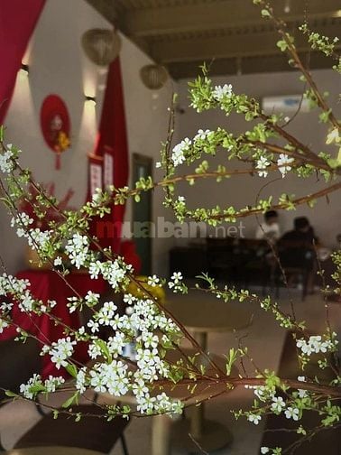 Cần sang quán cafe ngọc phát Garden 