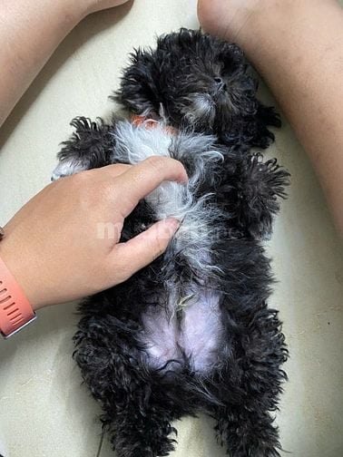 Poodle thạch sùng bám cổ freeship kèm đồ