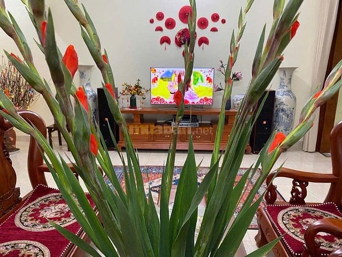 Bán Nhà Vườn Lô A11 khu đô thị Geleximco - Lê Trọng Tấn - An Khánh 