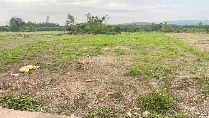 Dư 1 lô đất trồng cây lâu năm hơn 1000m2 cực đẹp để rẻ lại cho ai cần
