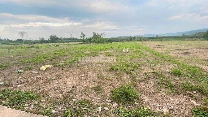 Dư 1 lô đất trồng cây lâu năm hơn 1000m2 cực đẹp để rẻ lại cho ai cần